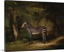 Load image into Gallery viewer, zebra 1763 by george stubbs zebra george stubbs canvas print classic art wall art print