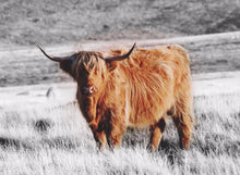 Load image into Gallery viewer, Highland Cow print Buffalo Wall art Buffalo Print Highland Cow Animal Print Cow Home Decor Poster