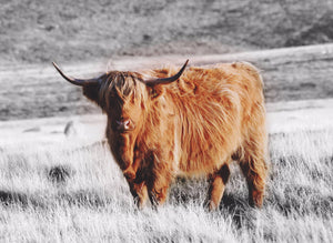 Highland Cow print Buffalo Wall art Buffalo Print Highland Cow Animal Print Cow Home Decor Poster