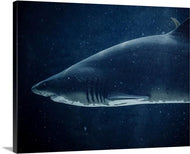 Shark Canvas Art Print, Blue canvas art